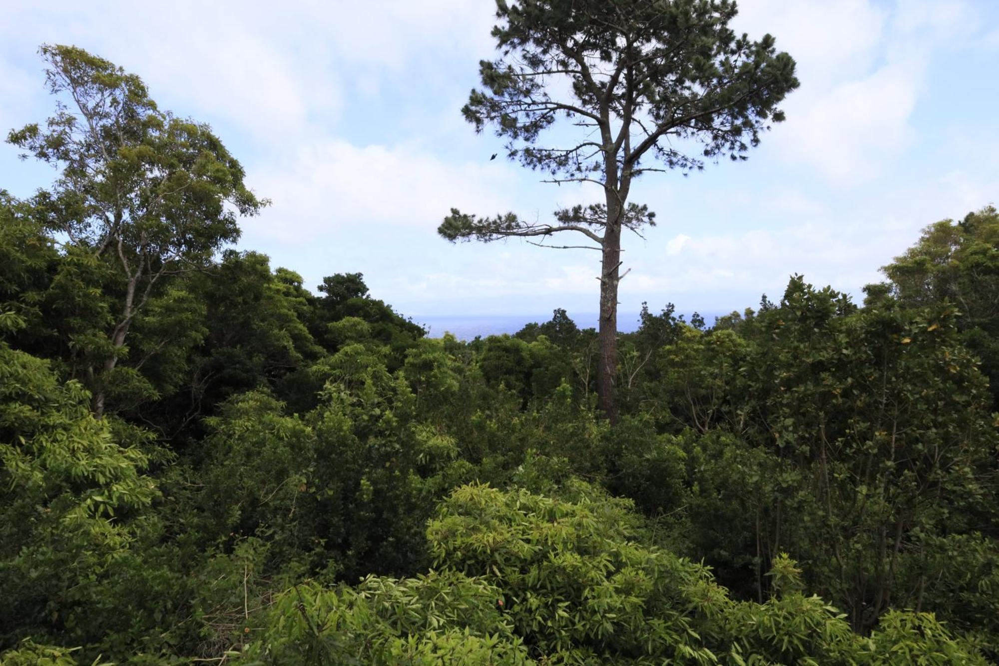 Casas Do Caminho Novo Villa São Roque do Pico Dış mekan fotoğraf